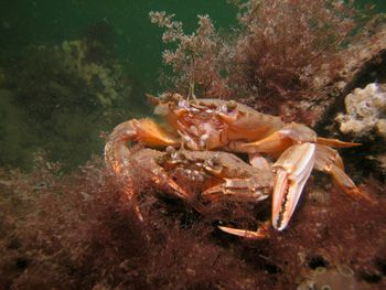 swimming crab   oosterschelde  nikon coolpix 5000 by Brocken Rudi 
